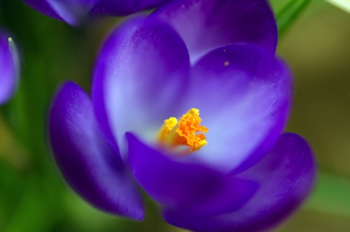 purple crocus.jpg